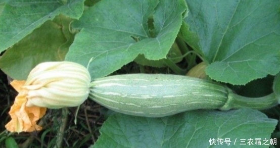 野菜花|农村一种野菜花常被忽视，却不知比果实好吃，夏季不要错过