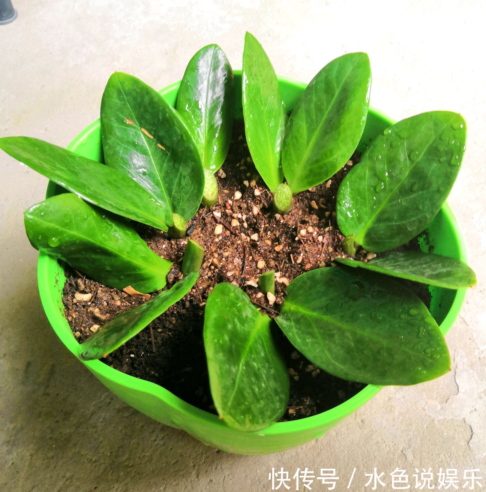 移栽|买回来的金钱树不要急着分盆,做不到4点,多走很多冤枉路