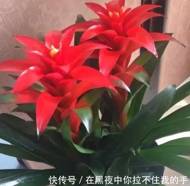 家里阳台养此款花，新手也能养爆盆，四季有花开，花香四溢飘满屋