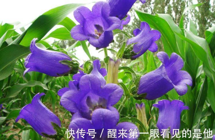 蔓性风铃花蔓性风铃花|4种花超受欢迎的，四季开花不断，阳台变成小花园，漂亮好养