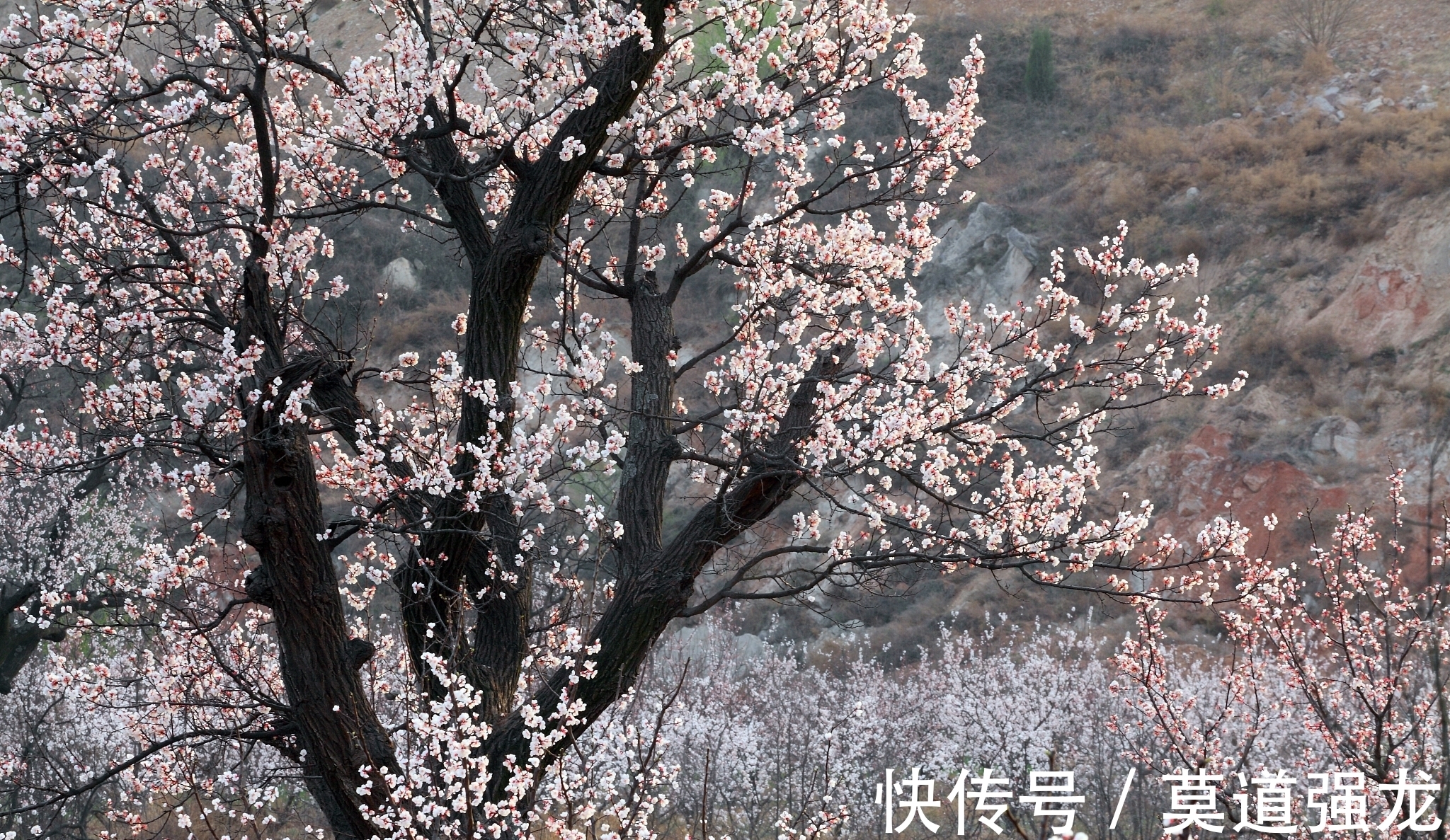 林空色暝莺&杏花诗五首，其中一首是晚唐著名诗人薛能的七绝佳作，您喜欢吗