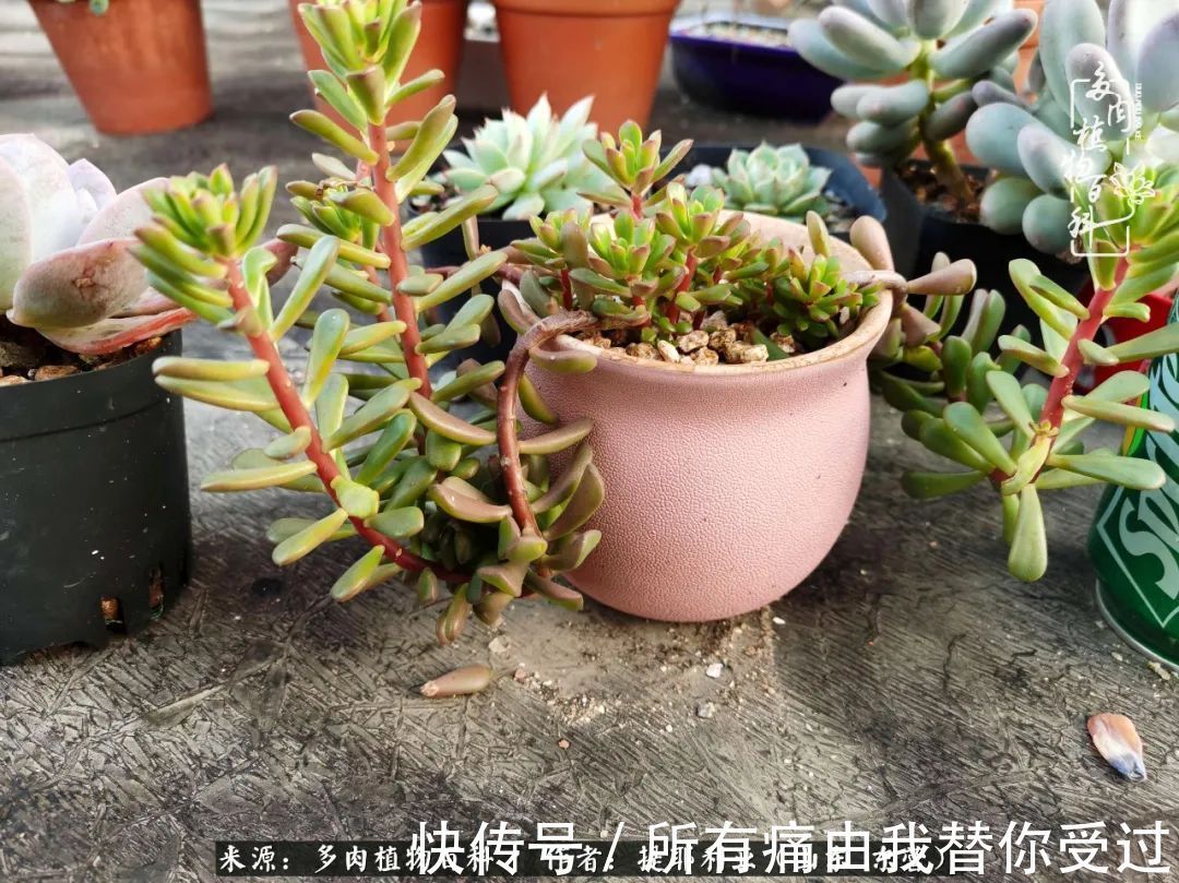 人如多肉，经阳光雨露历练后，亦会越挫越勇！