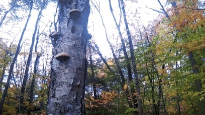 树木|日本网友发现野生奥利奥,这年头饼干都能从树上长出来了