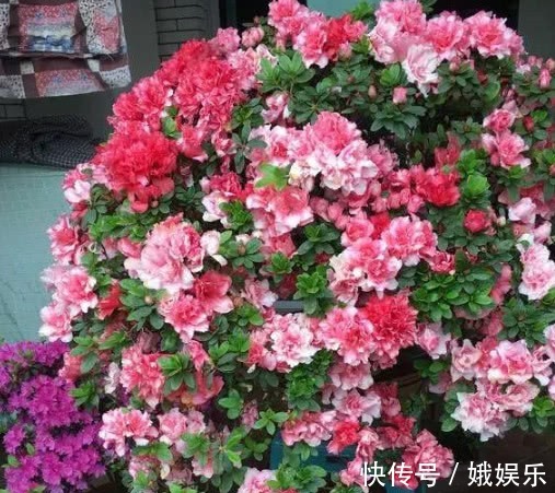 酸性|养杜鹃、茶花,不长新叶不开花,学会1招,年年开花,花开满盆!