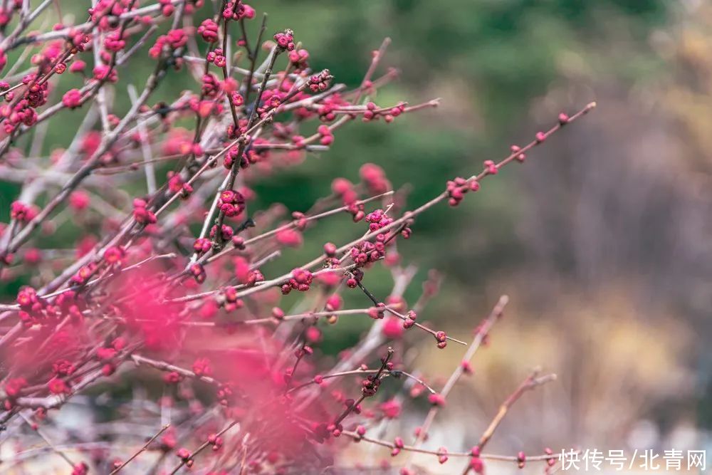 高校“校花”大比拼