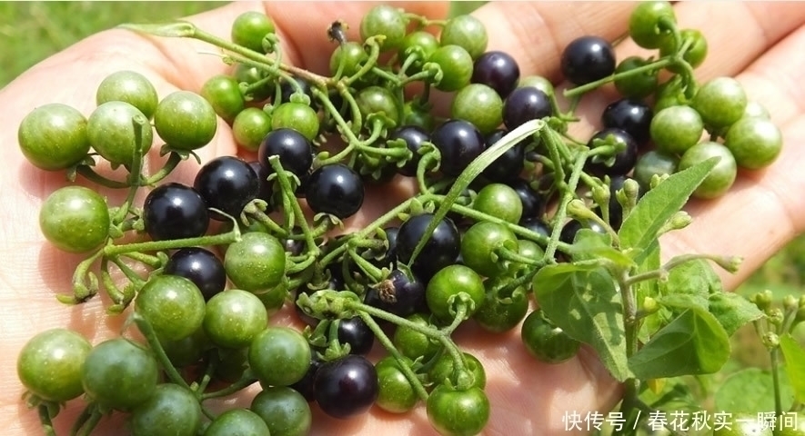 适应能力|1种长在路边的“杂草”,叶可吃、果可吃全身是宝,价值珍贵
