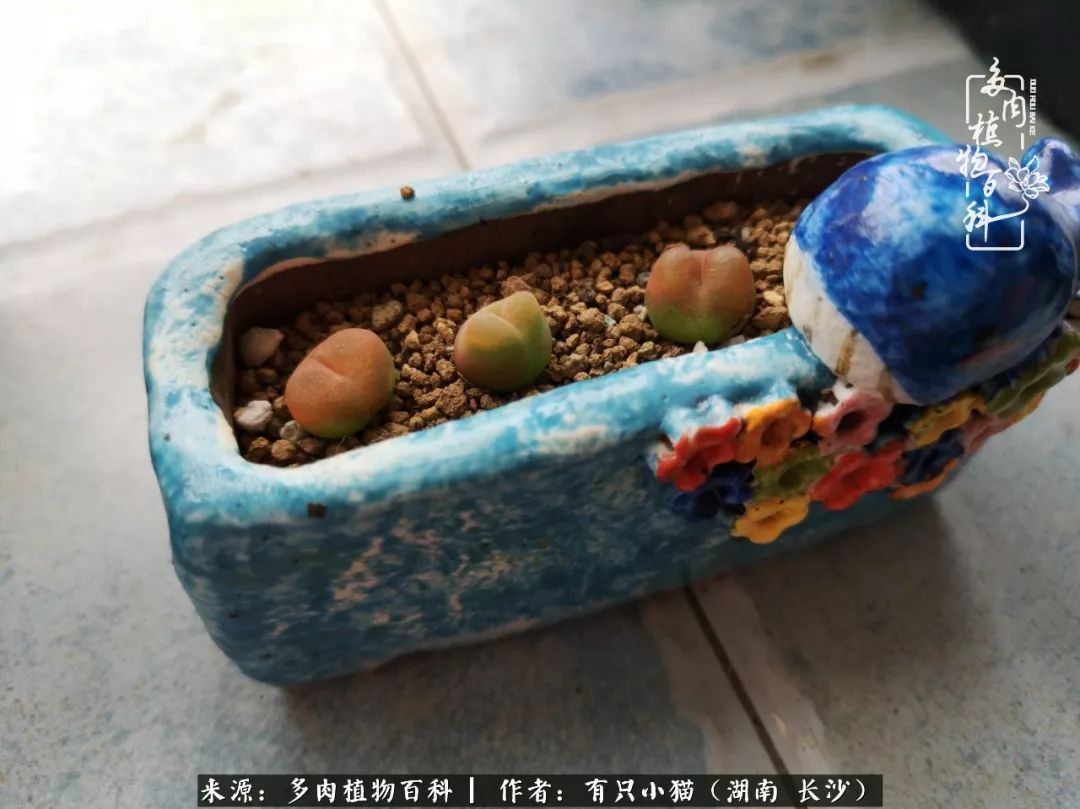 经历一个夏天的摧残,方知皮实好养的多肉才是真爱!