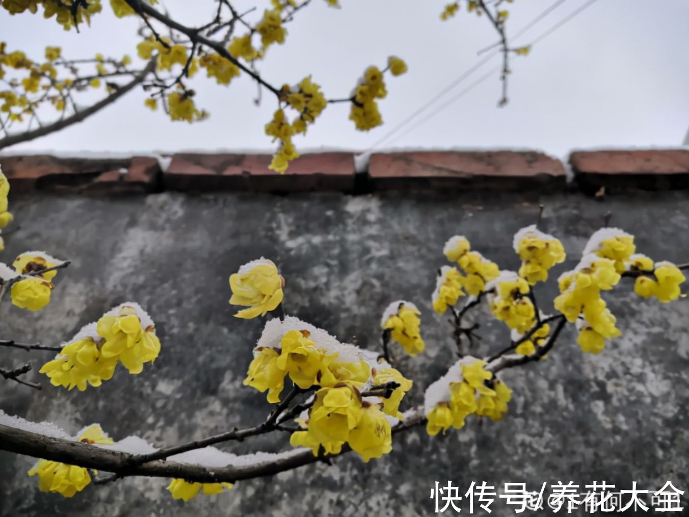 花多多|不怕冷的喜庆花，-15度依然开，满树繁花