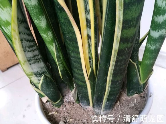 建议每位养花人：无论住在哪里，卧室都要养4种花，养人养心