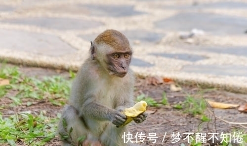 生肖兔|下周一开始，5属相运势大好，事业顺心，生活如意