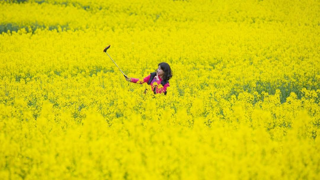 美翻了！四川广元这个地方的油菜花耀眼又壮观