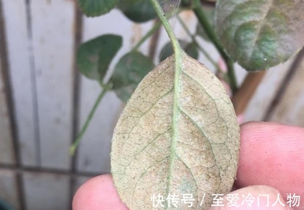 月季红蜘蛛爆发期,这套防治攻略请收好