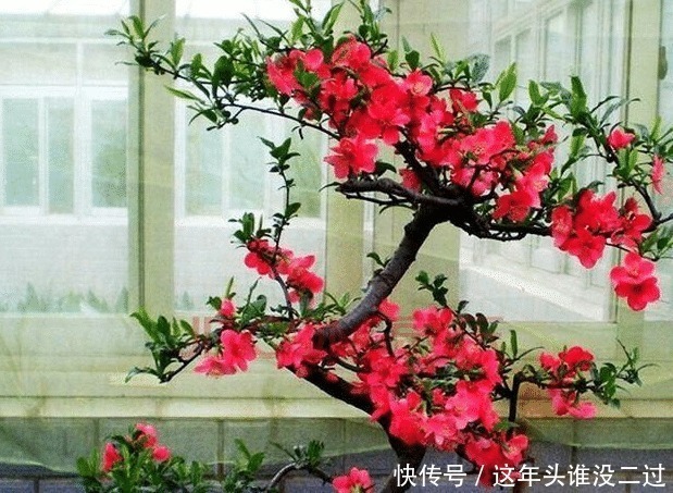 桂花香|阳台再小也要种上一棵，开花比玫瑰好看，花香比桂花香！