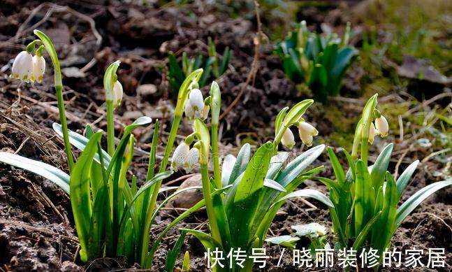 秋末8种花草会“假死”，别整盆扔掉，否则亏大了