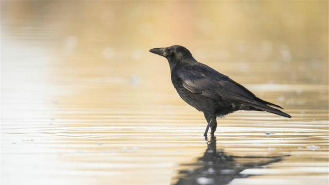 苏轼很有哲理的一首词,告诉了世人许多大道理:余生千万不能将就
