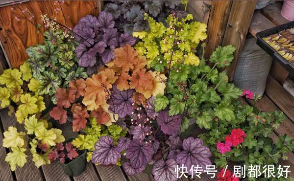 养花试试这几款,五彩缤纷、光彩照人,平时注意浇水频率