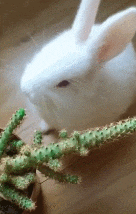 |搞笑段子:要不是后来我哥先被人给撞飞了,我想我侄子应该能跑了