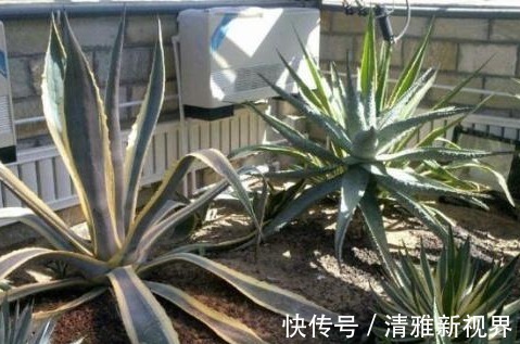 “病毒”很烦2种花,家里养一盆,全家人都身体好,养100盆都不多