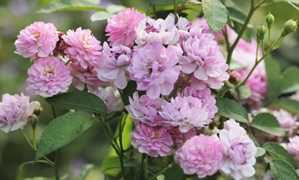 3种花人见人爱,插枝就能活,全年开花,漂亮又喜庆,室内也能养