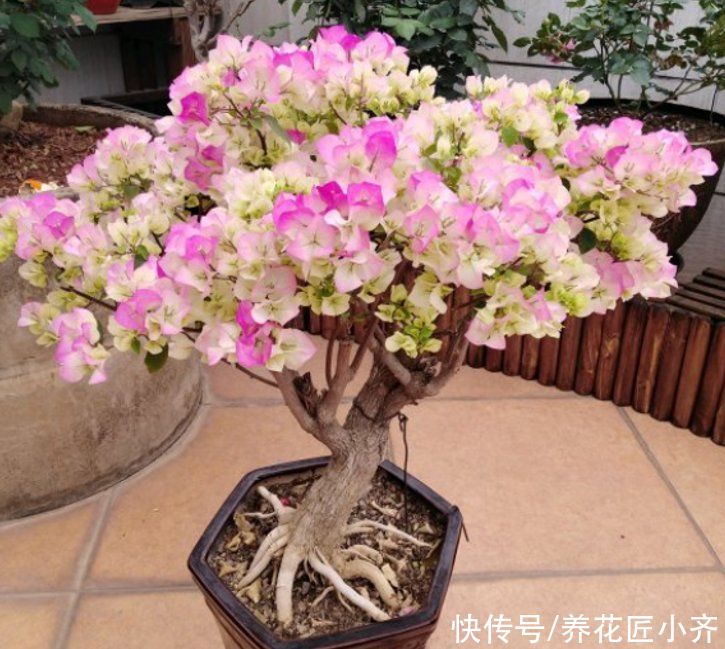条件|三角梅只需要见光控水就开花？错！还要有2个前置条件