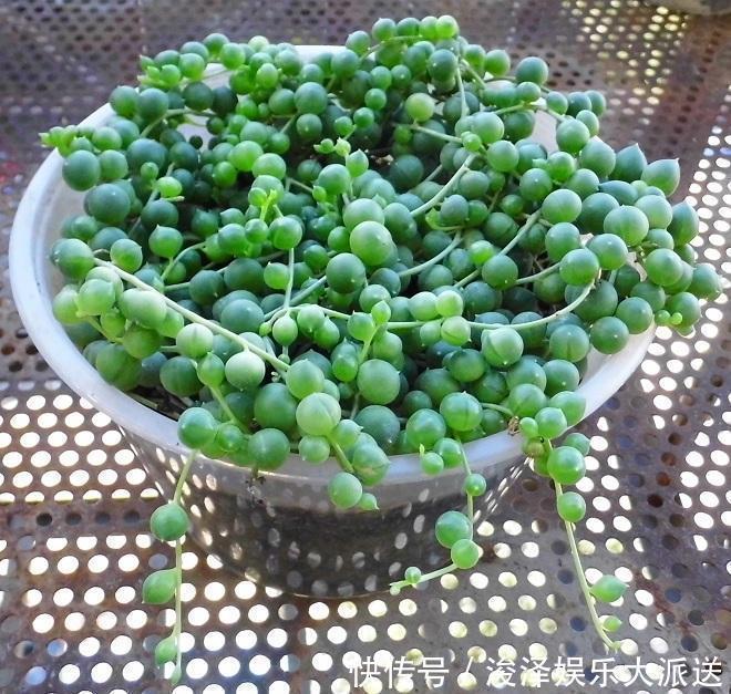 地儿|有地儿不放偏要挂起来没错,挂起来长得更好!