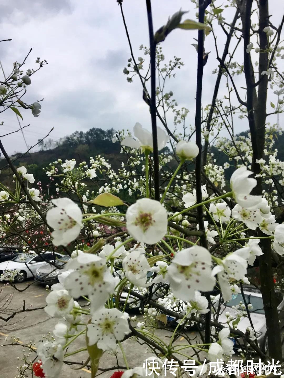 老年|离成都最近的梨花园盛开了 赏花休闲不错过