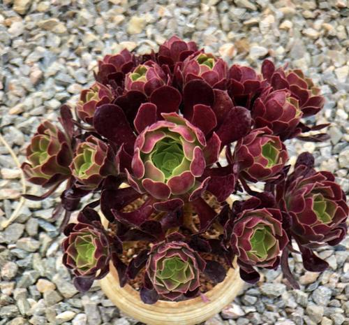 想要法师猛爆头?掌握几个小技巧,学会了轻松养成手捧花!