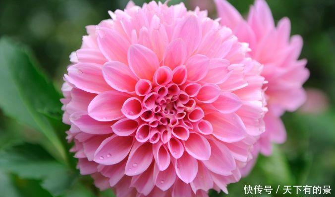 适合养在庭院的花卉,养在哪里都爆盆,花姿妖娆