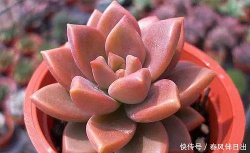 吴小姐想买盆胧月，带回家发现是冬美人，哭笑不得，太难区分了