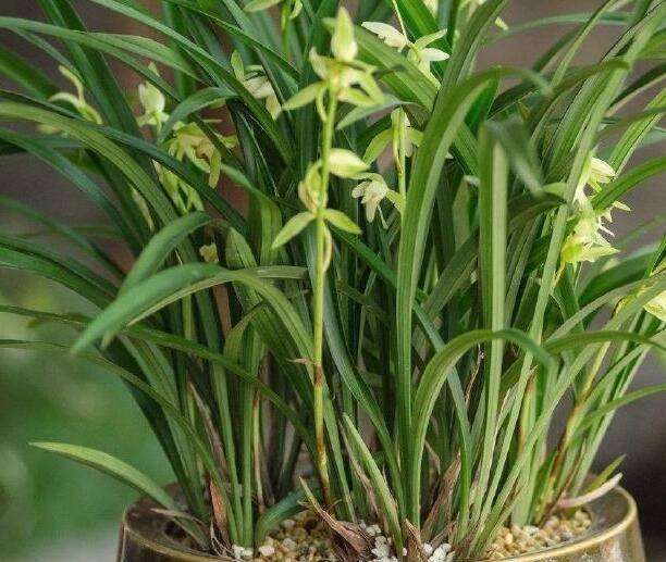 兰花|兰花开花后花茎如何修剪?教你“2法”,1年就长疯,年年开花爆盆