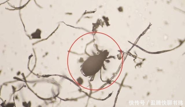 明星们|明星们丢弃“美妆蛋”改用“粉底刷”,化妆师透漏原因:太吃粉!