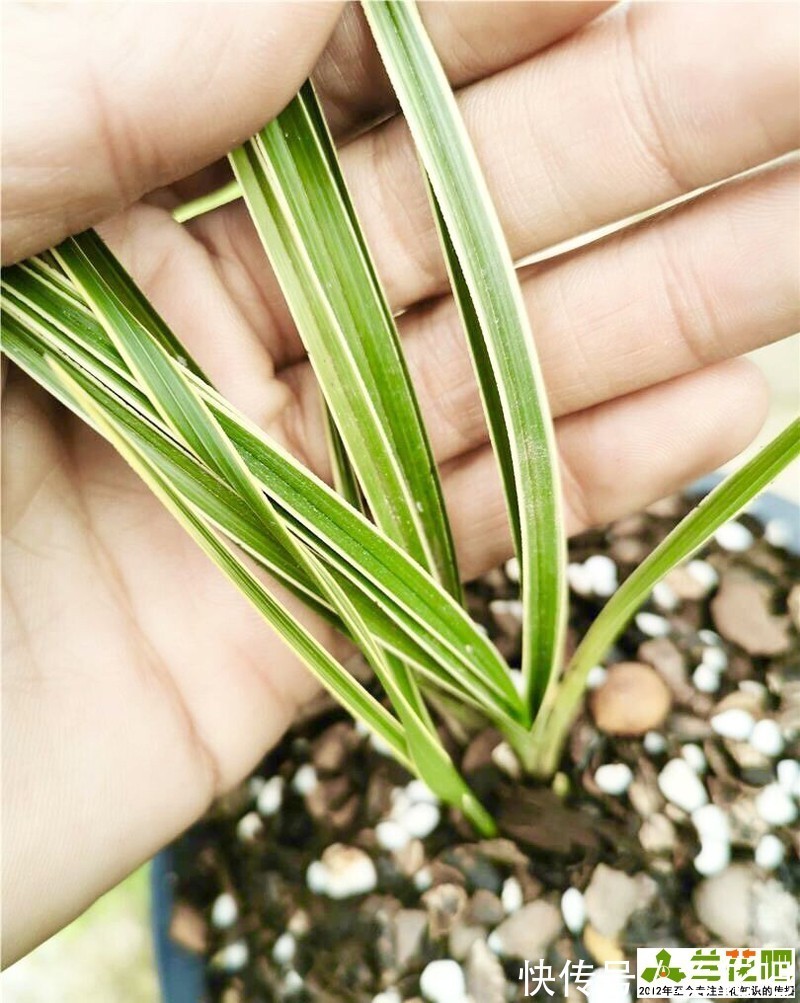 进化|边艺兰花施肥会退艺吗？应该施什么肥？