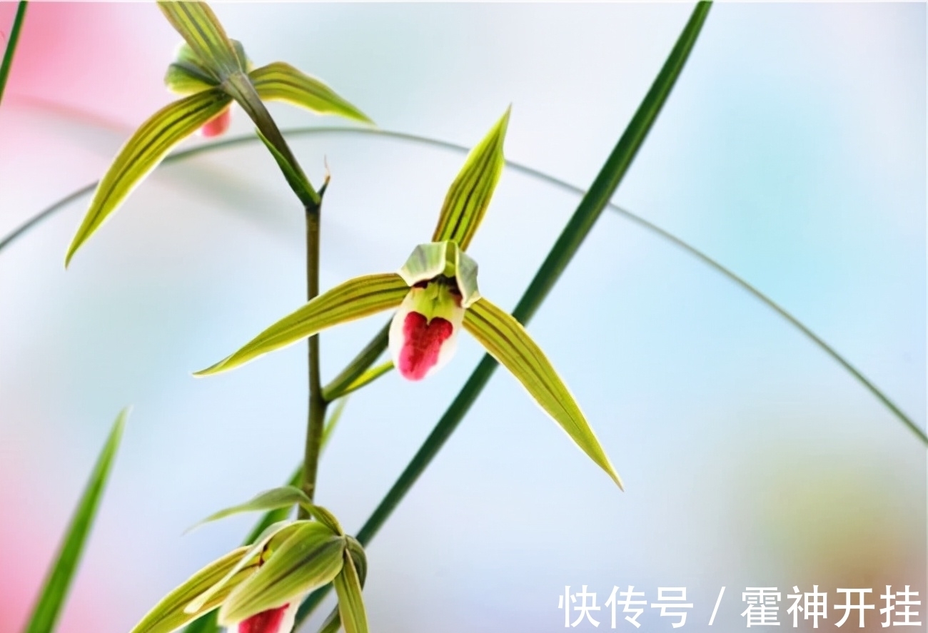 家种几株兰,香味一整年,花色绚丽多彩,上盆高雅,你家种了吗