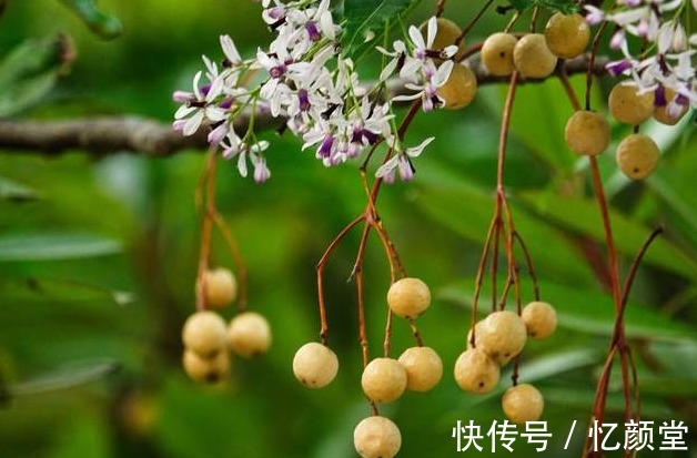 苦瓜|医院不公开的秘密,滥用5种中药,可能导致肝损伤,建议收藏