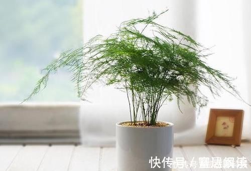 芦荟|家里万万要养这几种植物，难怪家人身体越住越健康，后悔才察觉