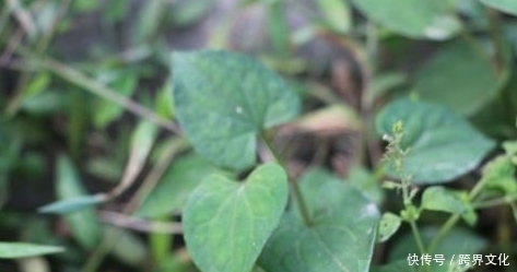 聪明人都在吃以下野菜，清热解毒、健脾和胃、增强免疫力