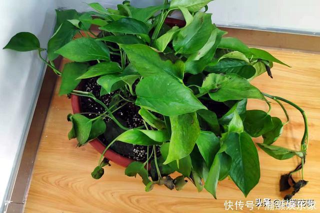 烂根|9种花，12月要“控水、断肥”，不注意烂根黄叶，活不到开春