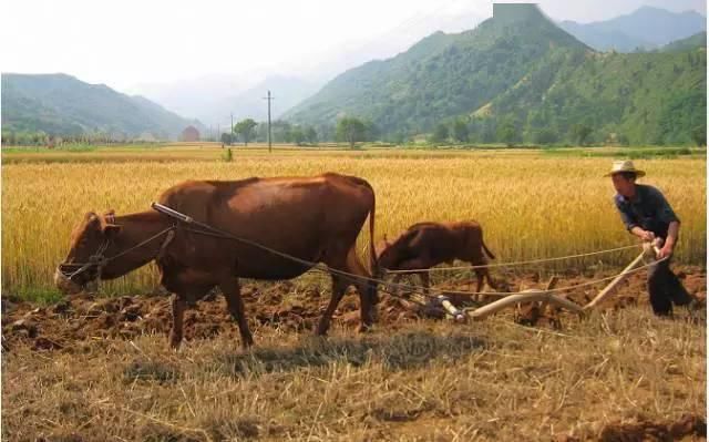 五谷|天地生五谷:土豆兄弟