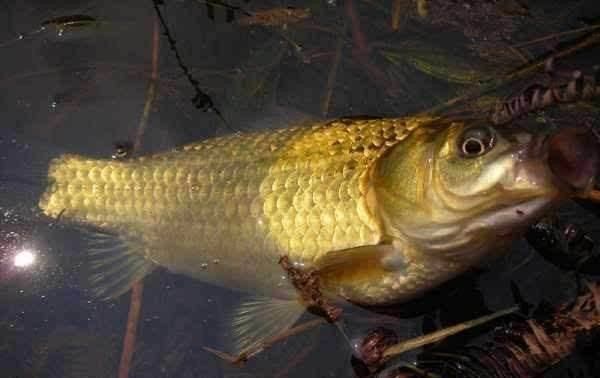 不能钓鱼的8个原因都很吸引人总是有一个适合你的