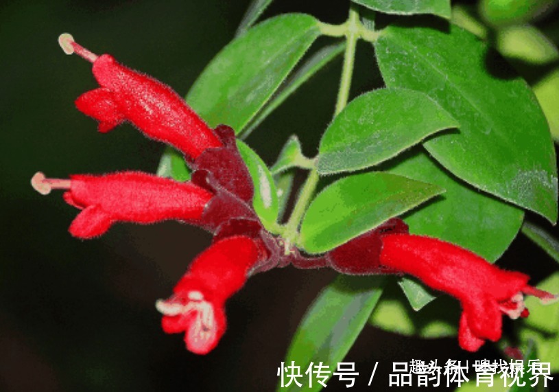 此花花姿别致，一朵朵鲜艳的花朵宛如口红一般，别具一番雅趣