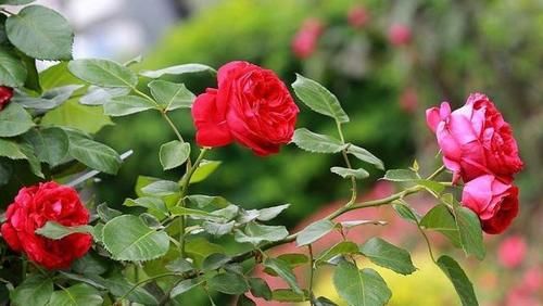 为什么家里养花都养不久？