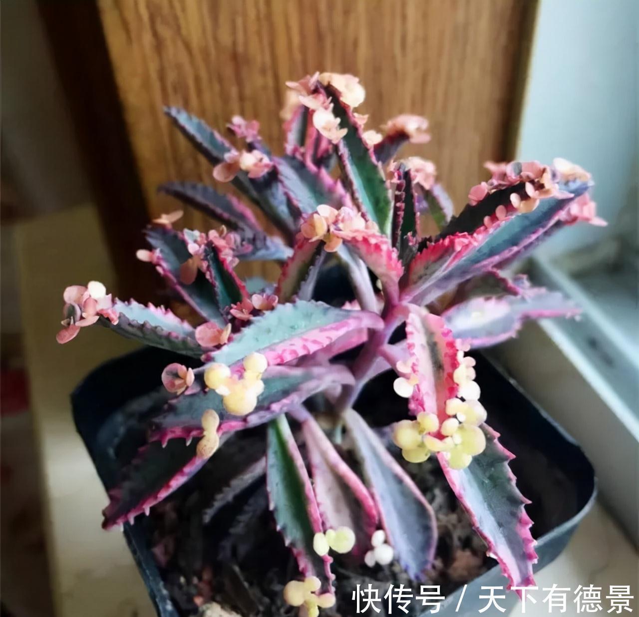 适合懒人养的“6种花”,不只是好养,还寓意好,利于健康