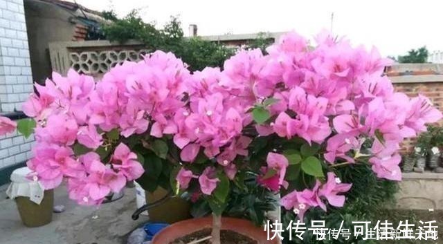 想让三角梅变“开花机器”,注意这几点,叶片不黄,花开不断!