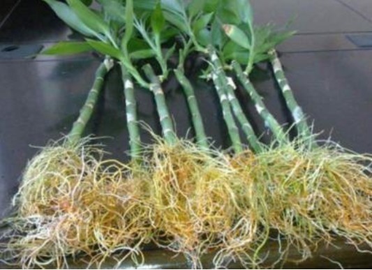 花卉|5种“生根水”，家家都有，不花1分钱，扦插花卉“7天”生白根