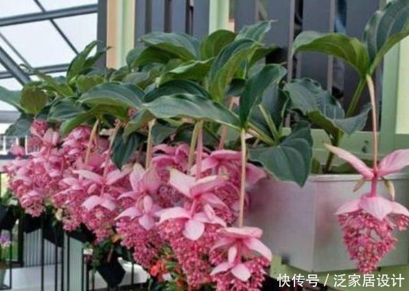 4种花养在家里,一整年都有好运气,养家里,名字好听,花更美