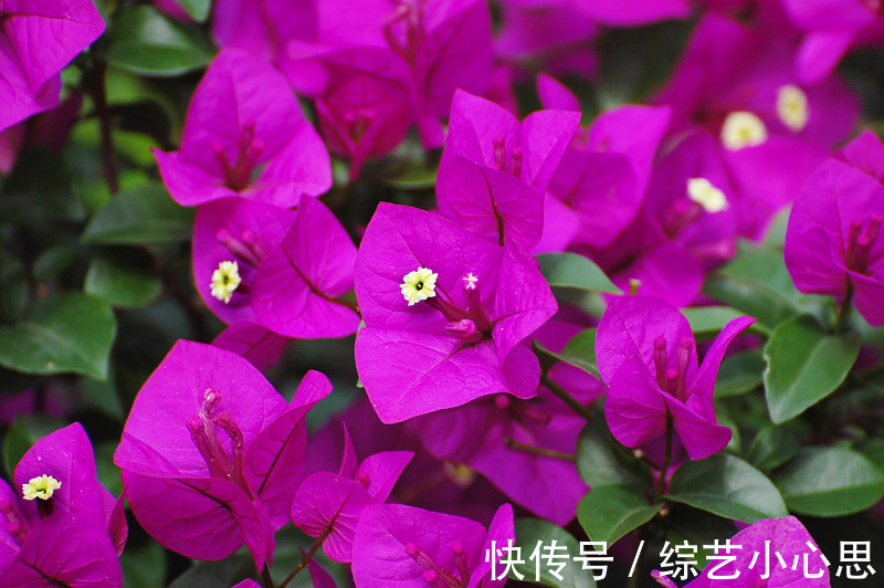 喜欢养护花卉,就在家中养护花色艳丽,花期长,美丽妖娆的3种花