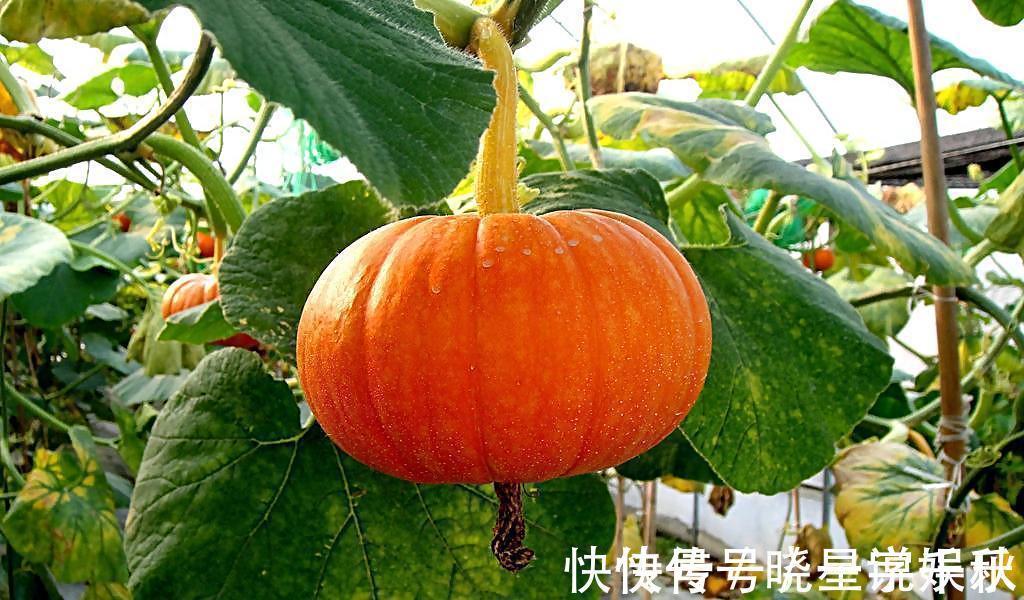 食物|南瓜虽好，但吃了南瓜后，别再食用此种食物，要忌口，快告诉家人