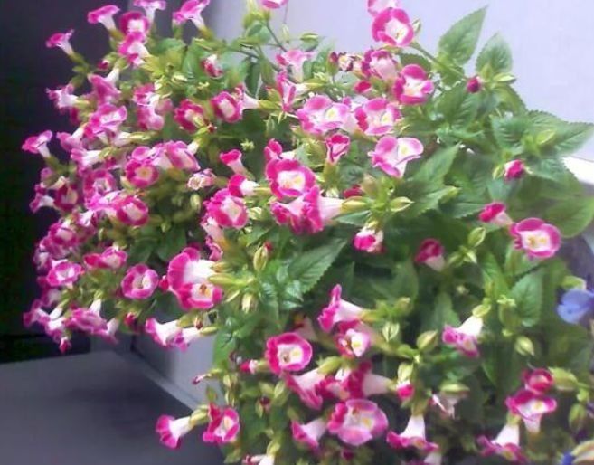 这些花朵，越养越好看，太阳大才长得好，开花美艳量还多