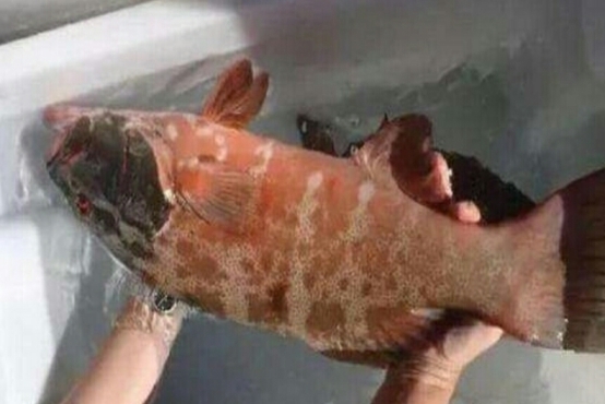 沿海地区|5类鱼没营养,对人体有害,但很多人爱吃