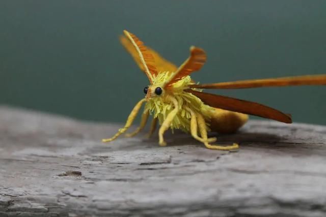 差点吓一跳,用纸做出来的昆虫,比真的还逼真
